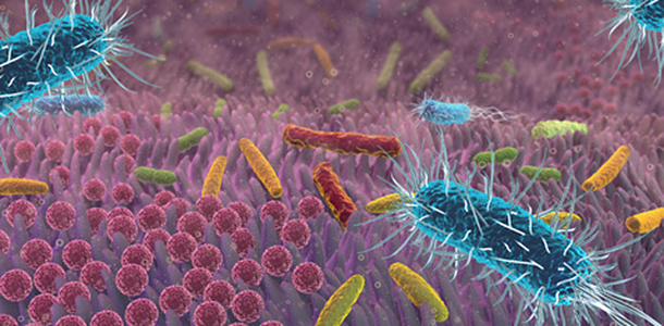 Omega-3-Fetts&auml;uren verbessern die Darmflora 